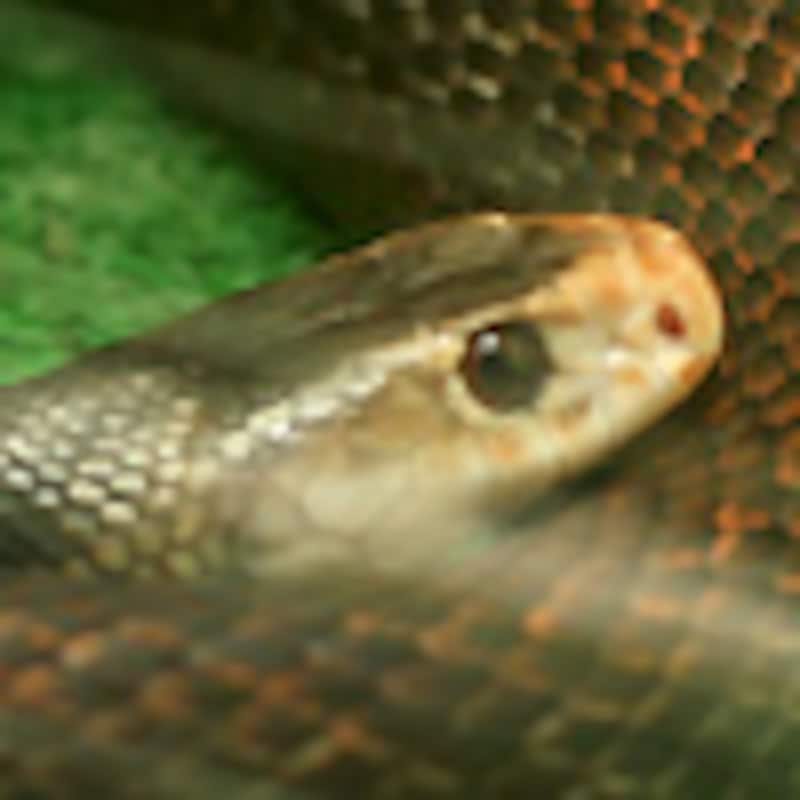 ニューギニアタイパン