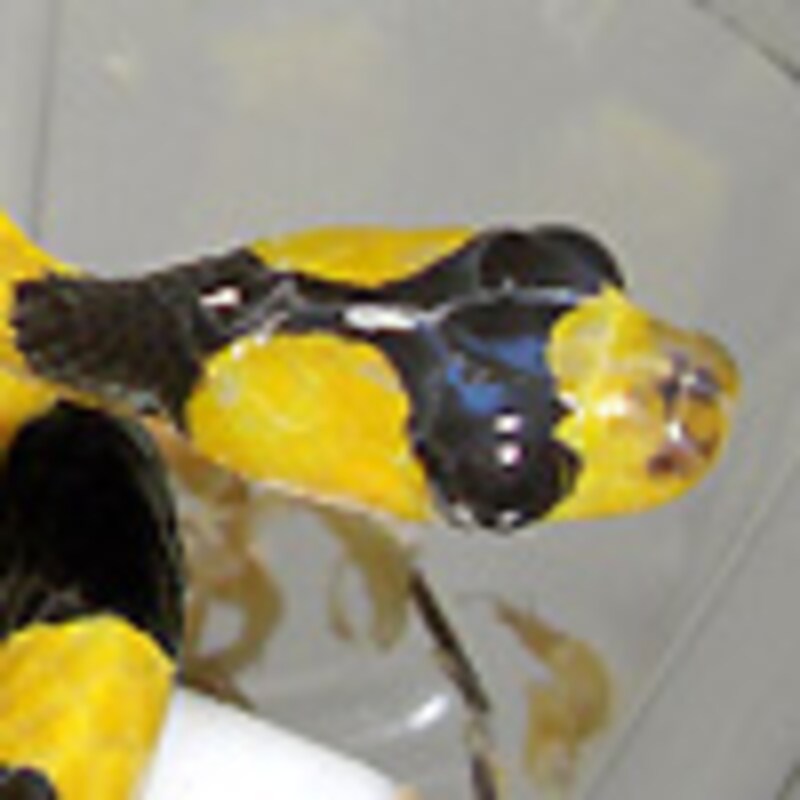 キオビシベットヘビ