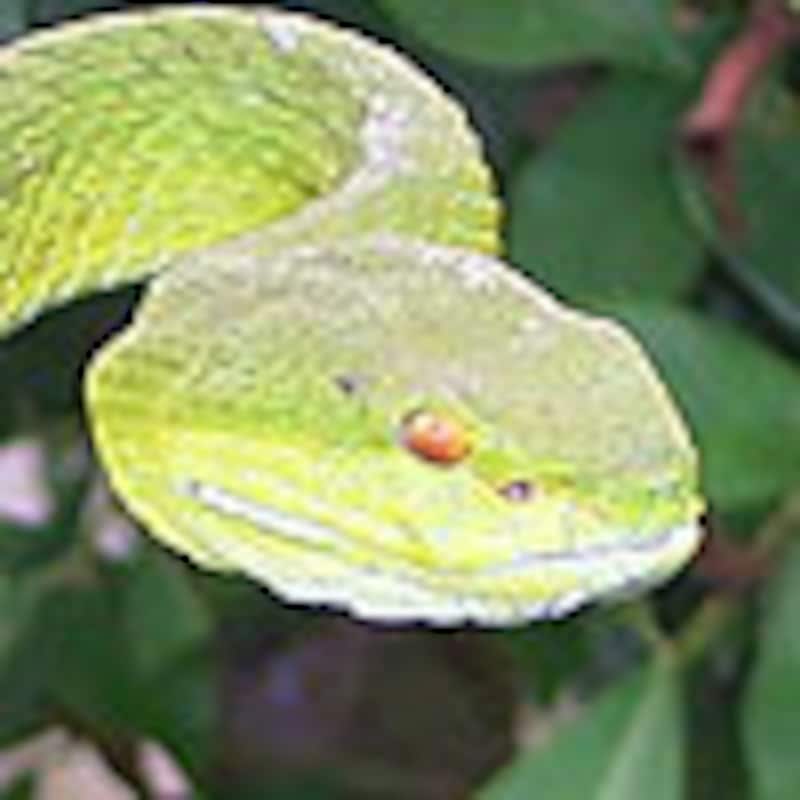 シロクチアオハブ