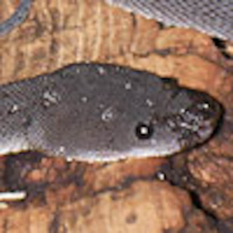 ドラゴンスネーク