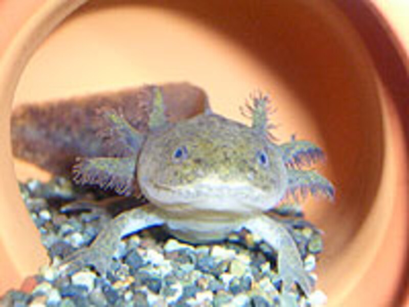 ウーパールーパーの飼い方 爬虫類 両生類 All About ウーパールーパーの飼い方 爬虫類 両生類 All About