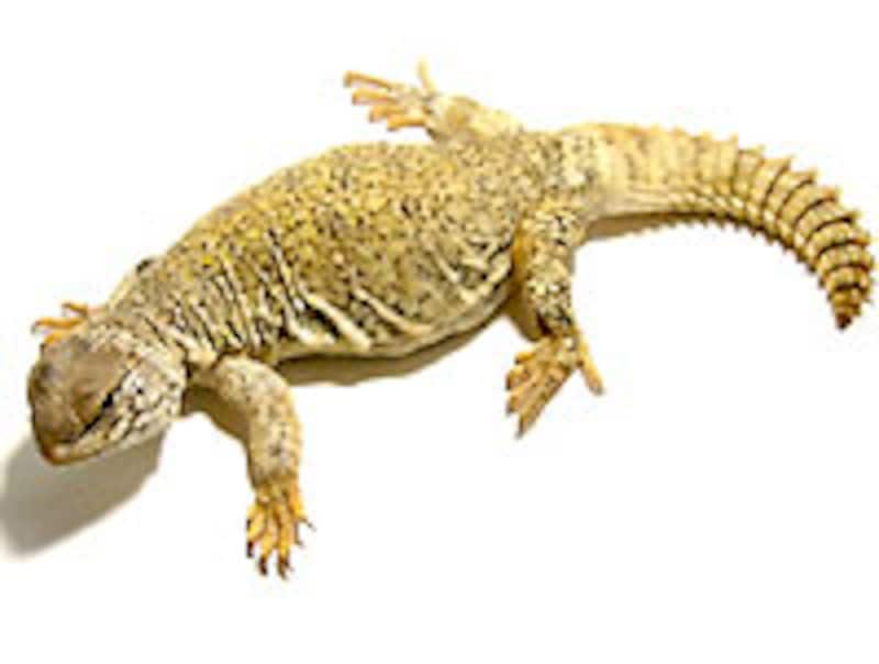 サバクトゲオアガマ基亜種メス