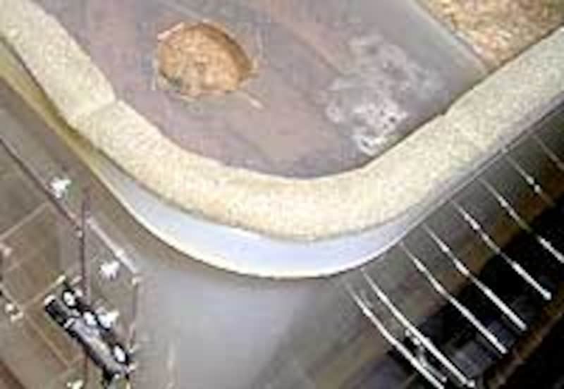 意外にはがれないのです