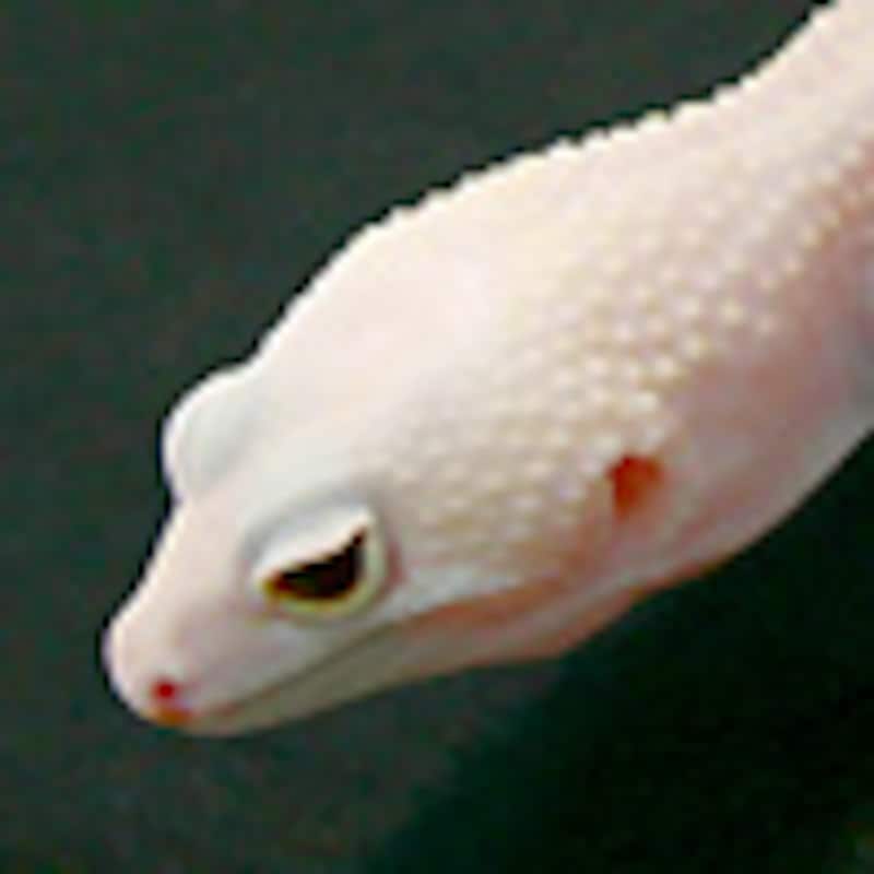 ディアブロブロンコ