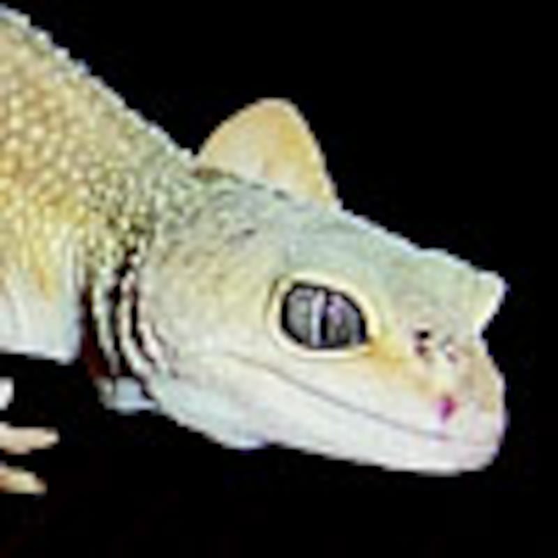 リューシスティック