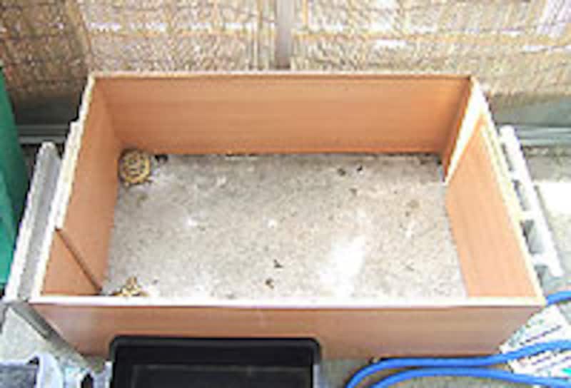 飼う前に写真撮れば良かったね...キタネーのがバレバレ