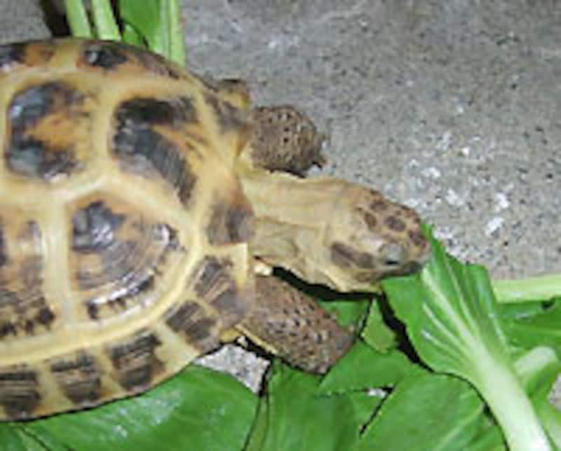 チンゲンサイがこんなにうまそうに思えたことは、かつて一度もない