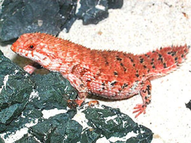 デプレッサイワトカゲ