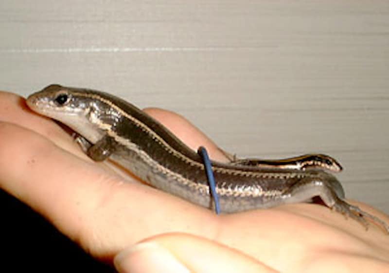 ニホントカゲの親子