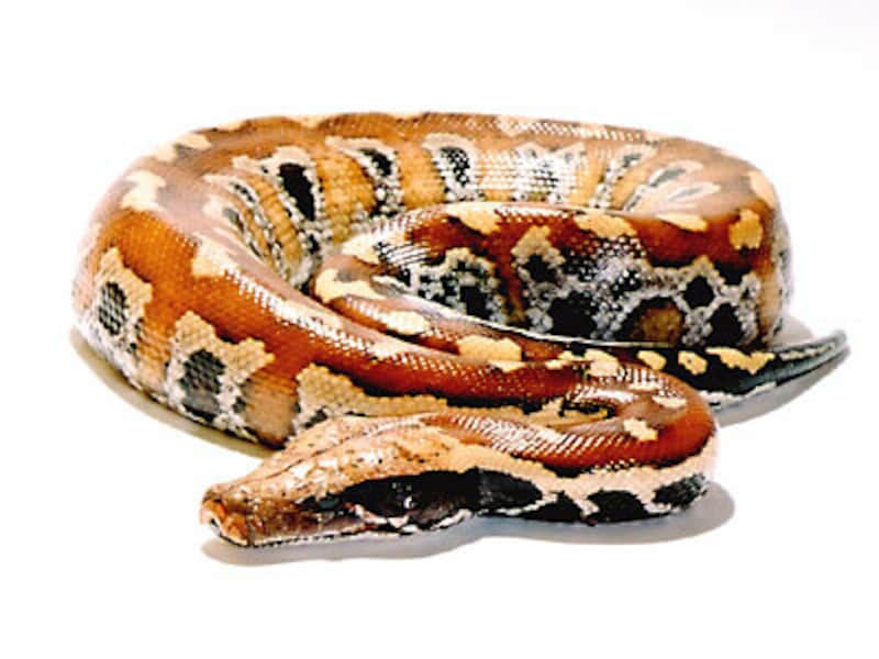 マラヤンブラッドパイソン！爬虫類・ヘビの基本的な知識と飼育方法