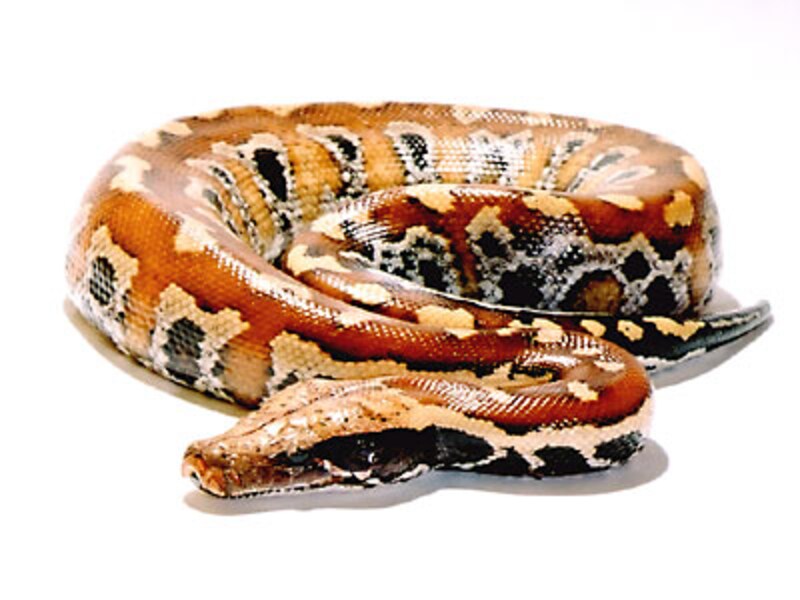 マラヤンブラッドパイソン 爬虫類 ヘビの基本的な知識と飼育方法 爬虫類 両生類 All About
