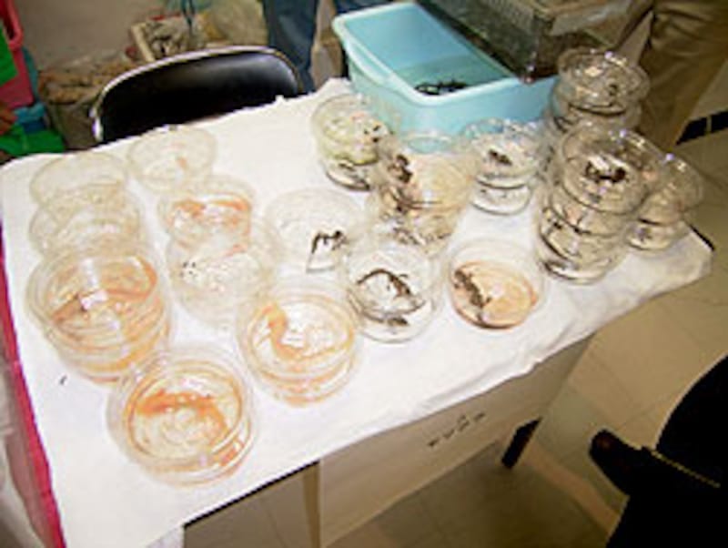 左側がさまざまなアホロートル、右側がイベリアトゲイモリ