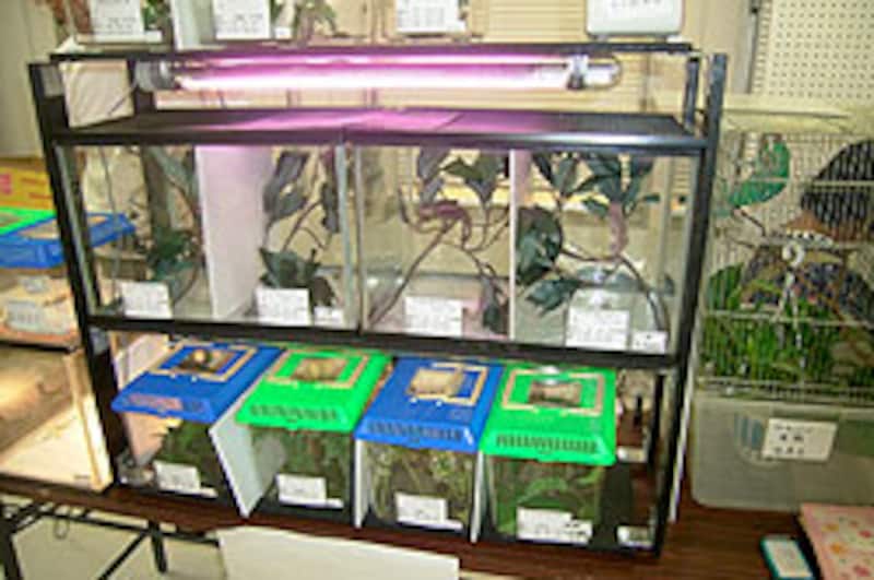 スミマセン...カメレオン生体の写真撮り忘れました