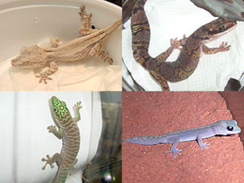 左上:ガーゴイルゲッコー 右上:ハスオビビロードヤモリ 左下:スタンディングヒルヤモリ 右下:ヴィダータスイシヤモリ