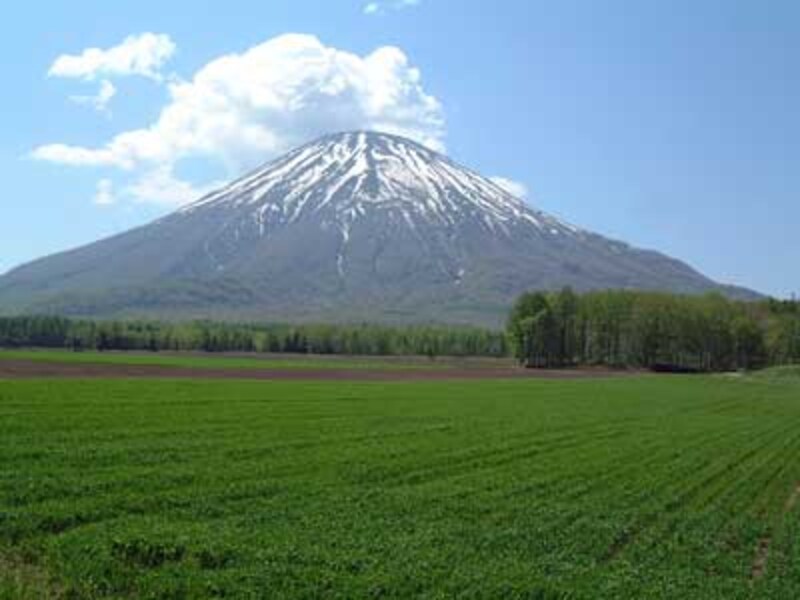 ニセコエリアのシンボルのひとつ、羊蹄山