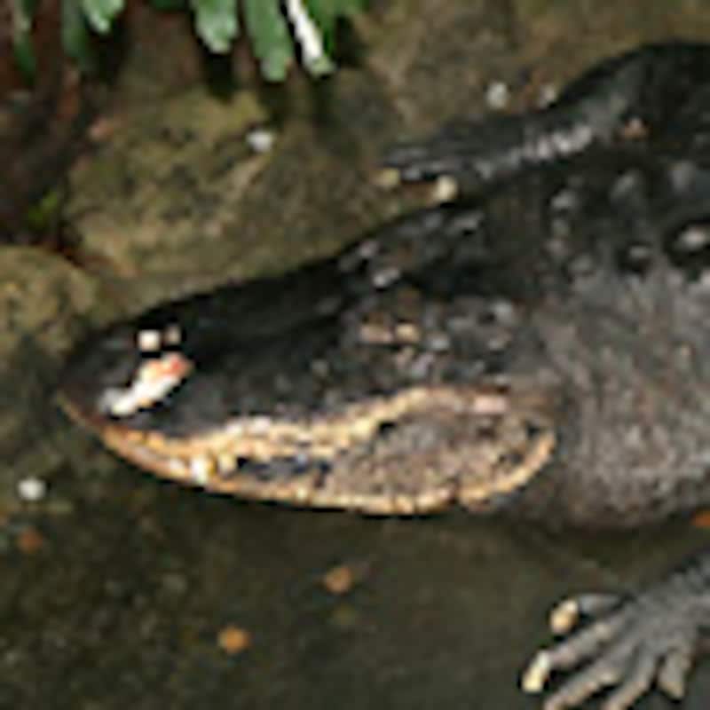 ミシシッピワニ