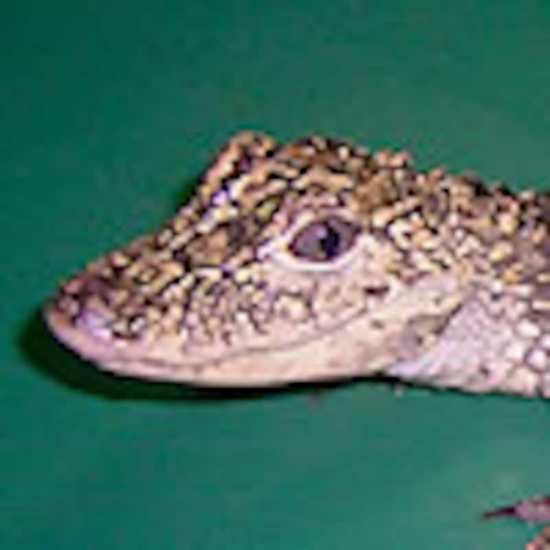 ヨウスコウワニ