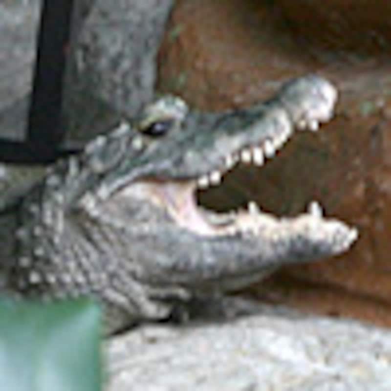 ニシアフリカコビトワニ