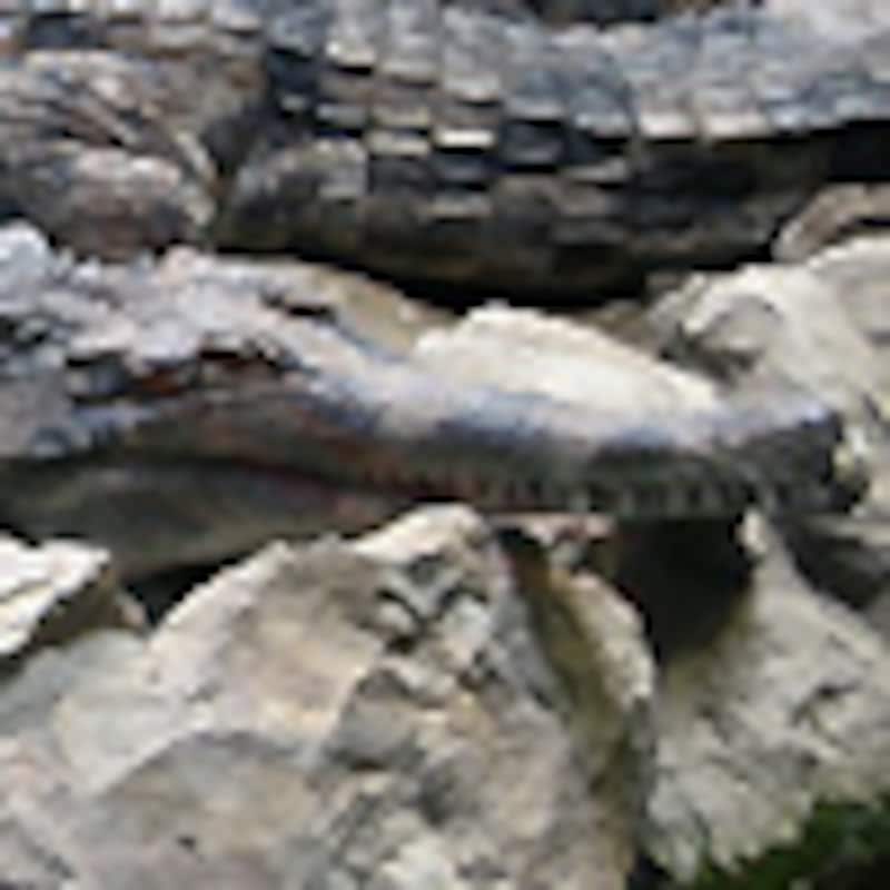 マレーガビアル