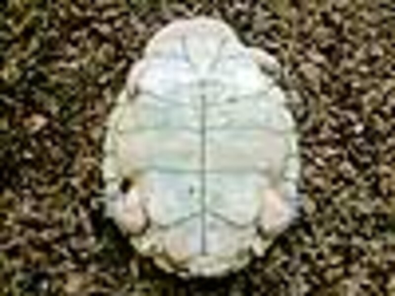 トゲモモヘビクビガメの腹甲