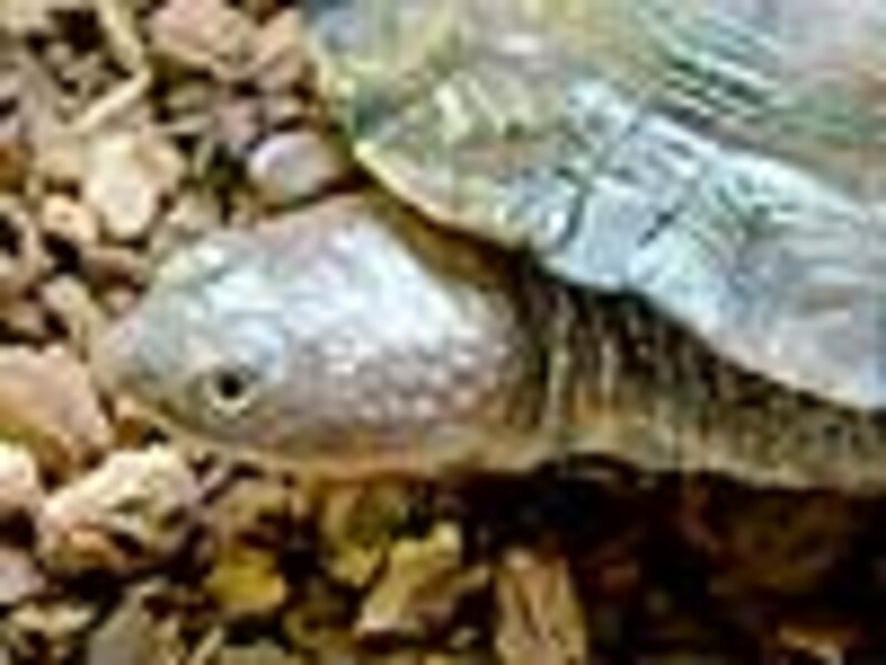 トゲモモヘビクビガメの頭部