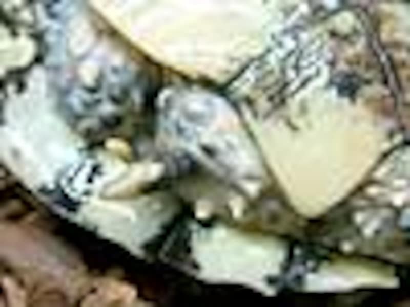 トゲモモヘビクビガメの後肢の付け根のトゲ