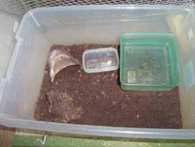 ヒキガエルの飼育方法 ペットとしての飼い方や生態を分析 爬虫類 両生類 All About