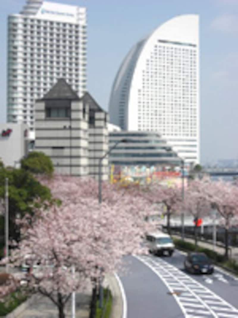 みなとみらい・さくら通り