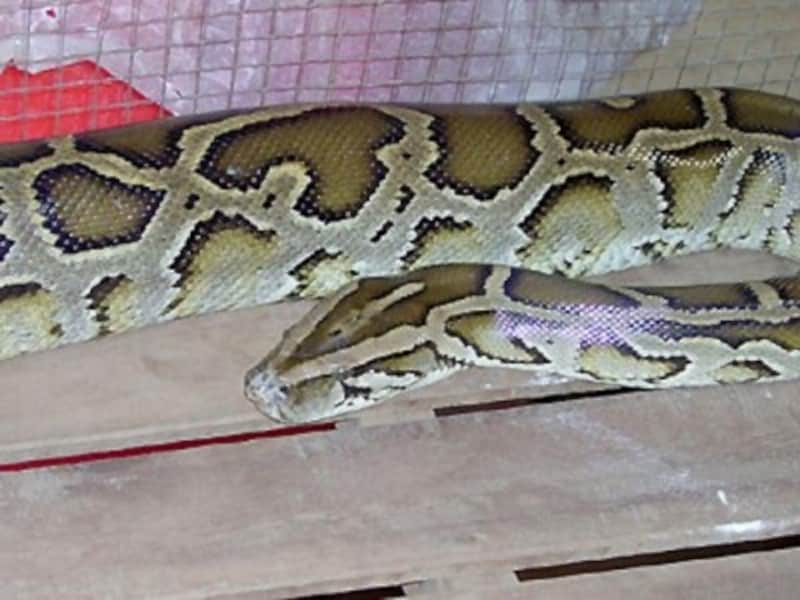 ビルマニシキヘビの基本情報と飼育方法