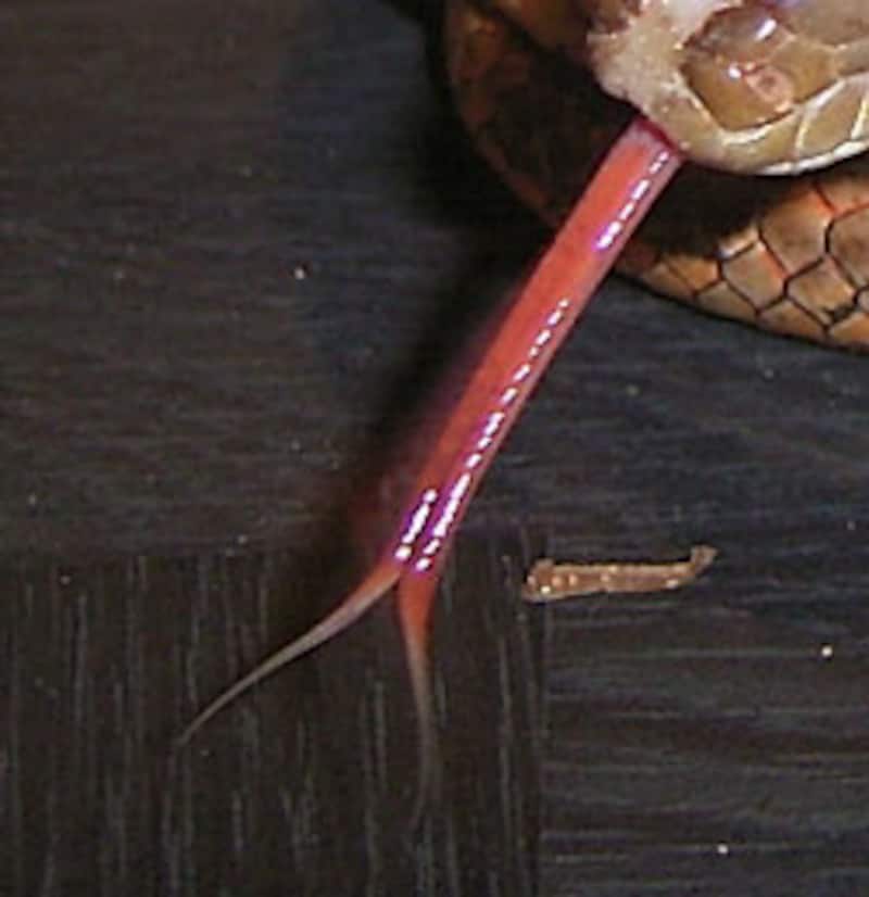 7 ヘビの舌 爬虫類 両生類 All About