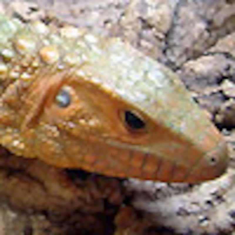 ギアナカイマントカゲ