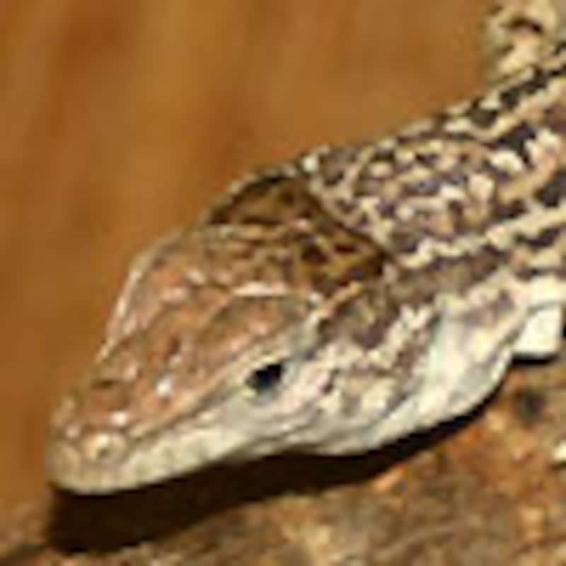 プシバルスキーソウゲンカナヘビ