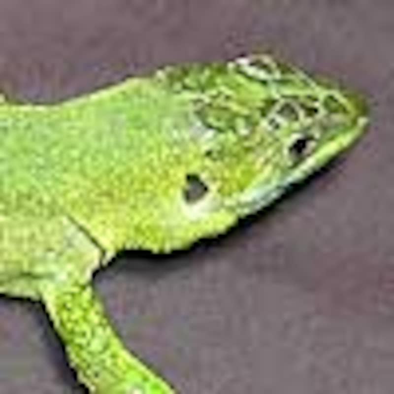 ミドリカナヘビ