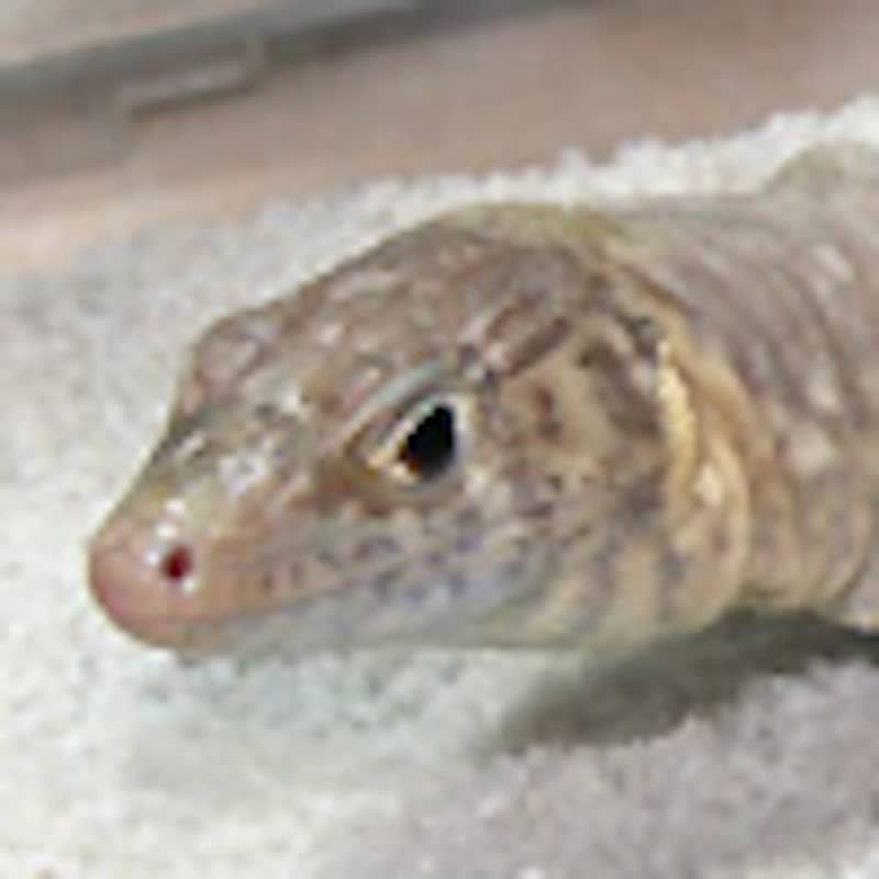 ジャヤカーオマーンカナヘビ