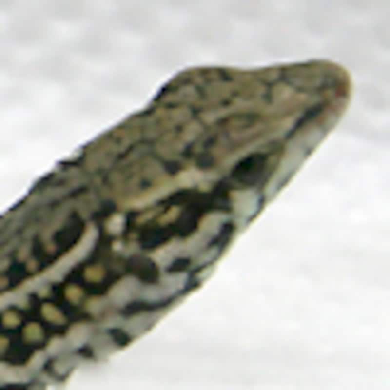 チレニアカベカナヘビ