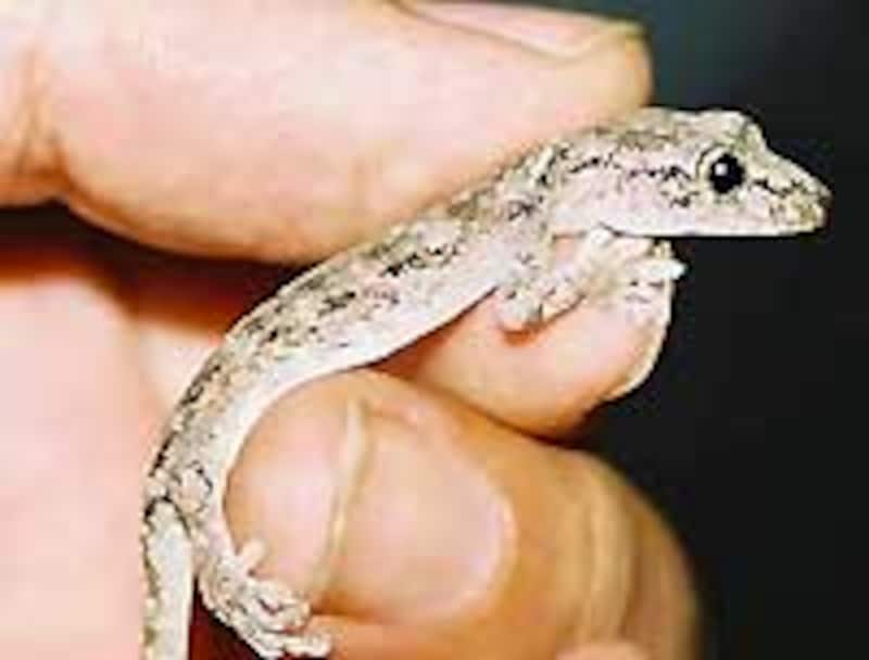 いや、トカゲ持っている写真がなかったんだからしょーがねーじゃん