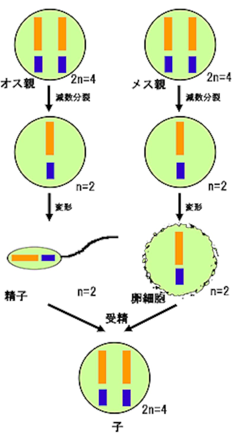 このくらいの図なら描けるようになったぜ！！