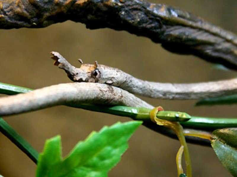 ミナミテングキノボリヘビ