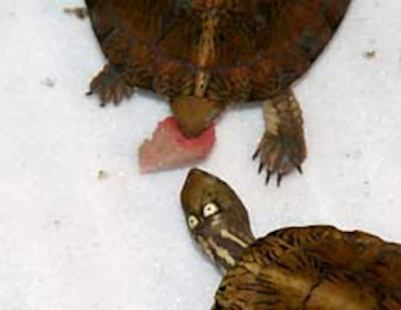 いや、これはうちのジャノメイシガメなんですけどね