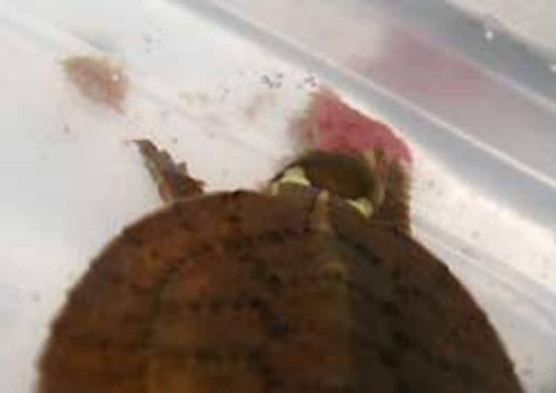 うちのジャノメイシガメのベビー