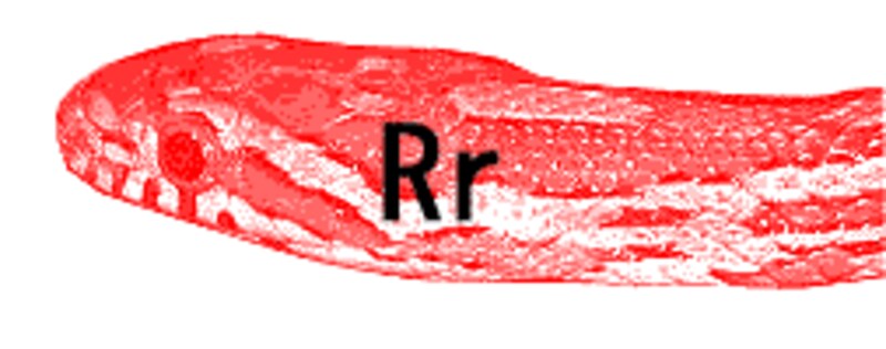 なんの工夫もなくてスミマセン。本当にコーンファンのみなさん、ゴメン
