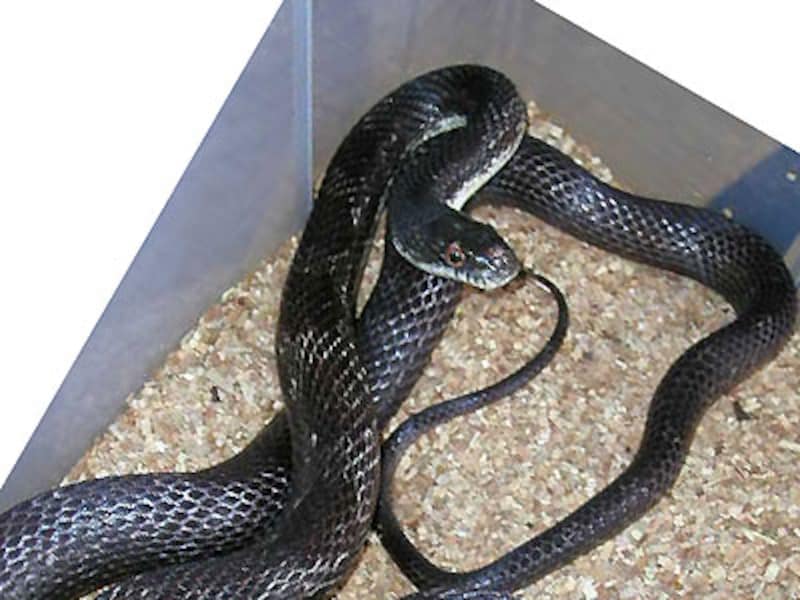 ブラックラットスネーク！爬虫類・ヘビの基本的な知識と飼育方法