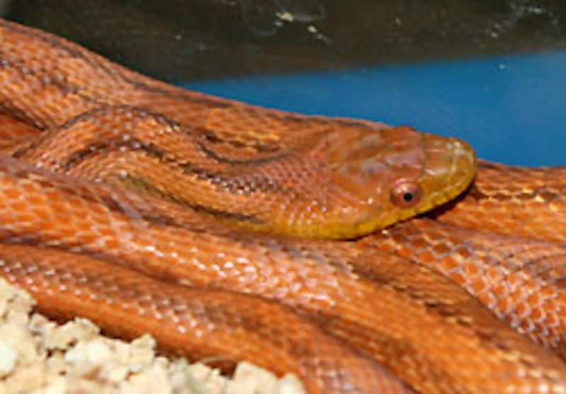 まさに完熟ラットスーク