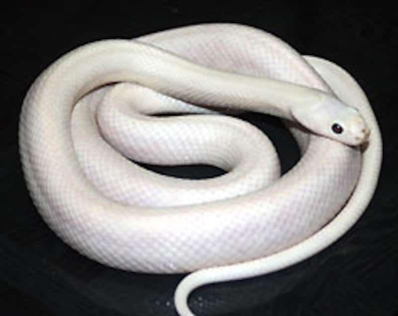 磁器のような質感がうまく出せません