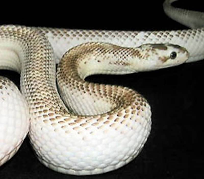 実は、あまり好きではないのでした