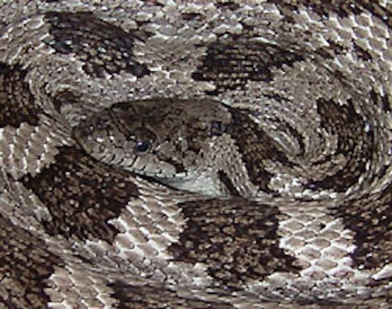 またもや使い古し。でも、かなり気に入っている写真であります