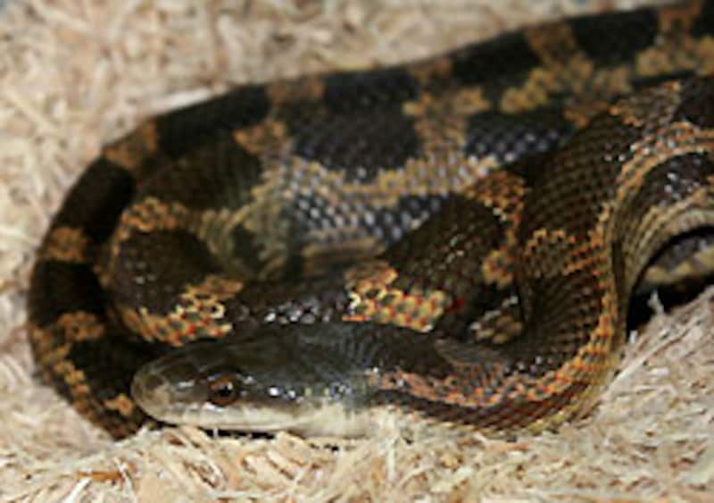 なかなか探してもいない、どノーマル。しかもワイルド