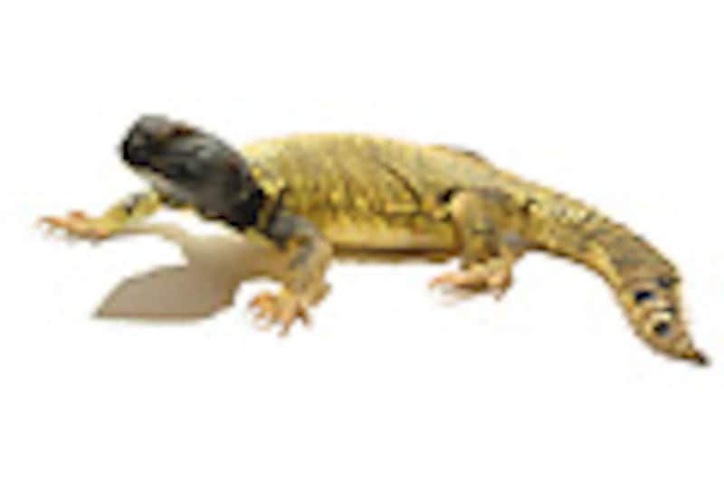 頭部のみ黒いオス