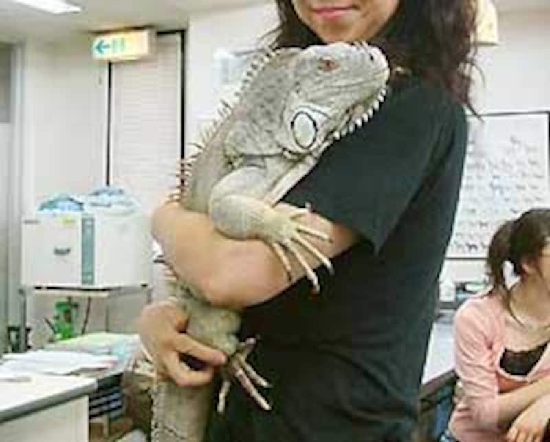 「肩に乗せる」というレベルではない