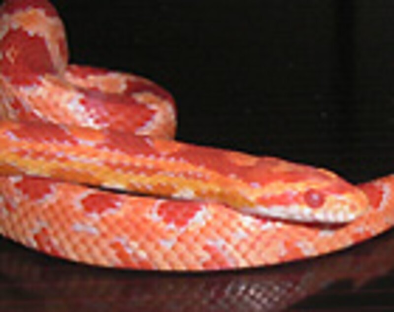 実はドランケンのお父さん